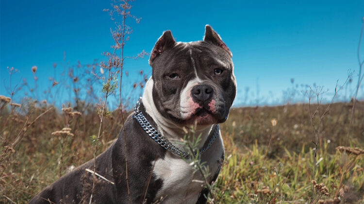 Best Dog Food for American Bully In 2021 Tcrascolorado
