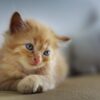 Fading Kitten Syndrome